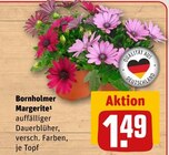Aktuelles Bornholmer Margerite Angebot bei REWE in Bochum ab 1,49 €