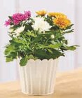 Chrysantheme Tricolore en promo chez Super U Chelles à 4,99 €