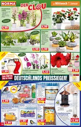 Zimmerpflanzen im Norma Prospekt "Mehr fürs Geld" auf Seite 14