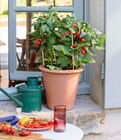 Plant de tomates cerises - Pick & Joy© en promo chez Truffaut Colmar à 9,99 €
