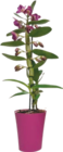 DENDROBIUM - GARDENLINE dans le catalogue Aldi