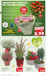 Schnittblumen Angebot & Preis im aktuellen Kaufland Prospekt Schnittblumen Angebot im aktuellen Kaufland Prospekt auf Seite 5