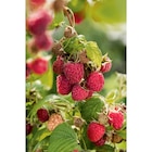 Framboisier dans le catalogue Carrefour Market