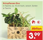 Grünpflanzen Duo für 3,99 € bei Netto Marken-Discount im Angebot Grünpflanzen Duo im aktuellen Netto Marken-Discount Prospekt