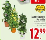 Kletterpflanzen-Pyramide  im aktuellen EDEKA Prospekt für 12,99 €