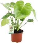 Fensterblatt im Angebot bei Penny-Markt in Rheine Fensterblatt Angebote bei Penny-Markt Rheine für 3,99 €