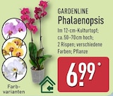 Phalaenopsis von GARDENLINE für 6,99 € bei ALDI Nord im Angebot Phalaenopsis von GARDENLINE im aktuellen ALDI Nord Prospekt