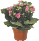 Kalanchoe - GARDENLINE à 1,99 € dans le catalogue Aldi