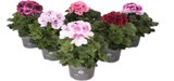 Pélargonium Grandiflorum dans le catalogue Carrefour