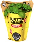 Hauptstadt Basilikum Angebote bei REWE Potsdam für 1,99 €