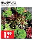 Aktuelle Zimmerpflanzen Angebote bei Wreesmann in Dresden Aktuelles HAUSWURZ Angebot bei Wreesmann in Dresden ab 1,99 €