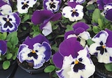StiefmĂŒtterchen 'Viola F1' im Hagebaumarkt Prospekt StiefmĂŒtterchen 'Viola F1' von im aktuellen Hagebaumarkt Prospekt fĂŒr 0,79 âŹ