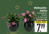 Weihnachtskaktus im EDEKA Prospekt Weihnachtskaktus von im aktuellen EDEKA Prospekt für 7,99 €