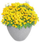 Kugel-Chrysanthemen im Angebot bei Thomas Philipps in Aachen Kugel-Chrysanthemen Angebote bei Thomas Philipps Aachen für 4,79 €