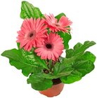 Blühpflanzen-Mix im Angebot bei REWE in Monheim Blühpflanzen-Mix Angebote bei REWE Monheim für 2,79 €