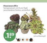 Hauswurz Mix im V-Markt Prospekt Hauswurz Mix von im aktuellen V-Markt Prospekt für 1,89 €