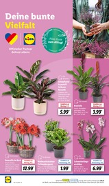 Aktueller Lidl Prospekt mit Orchidee, "LIDL LOHNT SICH", Seite 24