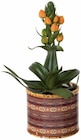 Ornithogalum en pot céramique en promo chez Lidl Antony à 5,99 €