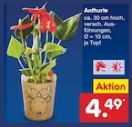 Aktuelle Zimmerpflanzen Angebote bei Netto Marken-Discount in Mannheim Aktuelles Anthurie Angebot bei Netto Marken-Discount in Mannheim ab 4,49 €