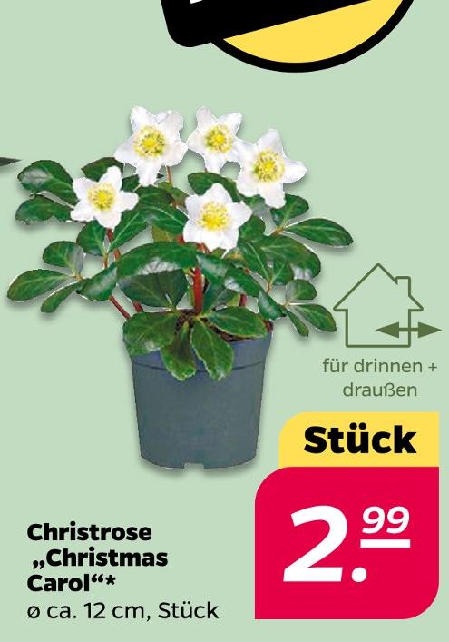 Christrose Christmas Carol