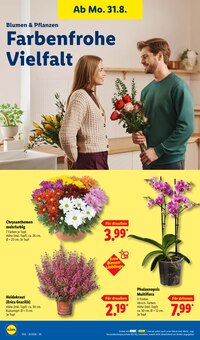 Blumen im Lidl Prospekt "LIDL LOHNT SICH" mit 73 Seiten (Mannheim)