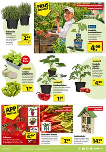 Erdbeeren im Hagebaumarkt Prospekt "LASS DEN SÜDEN BEI DIR EINZIEHEN" mit 16 Seiten (Stuttgart)