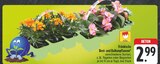 EDEKA - Beet- und Balkonpflanzen Tagetes Angebot im Prospekt Beet- und Balkonpflanzen Tagetes bei EDEKA im Prospekt "" für 2,99 €