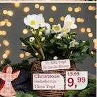 Christrose Helleborus im Angebot bei Garten-Center Nordharz GmbH & Co. KG in Hannover Christrose Helleborus Angebote bei Garten-Center Nordharz GmbH & Co. KG Hannover für 9,99 €