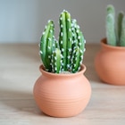 Cactus pot terracotta - B&M à Noisy-le-Grand Cactus pot terracotta en promo chez B&M Noisy-le-Grand à 4,79 €