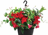 Dipladenia 'Sundaville' von  im aktuellen Dehner Garten-Center Prospekt für 19,99 €