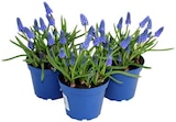 Traubenhyazinthe Angebote von Muscari bei REWE Hannover für 1,79 €