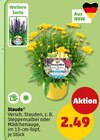 Steppensalbei Angebote bei Penny Pulheim für 2,49 €