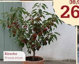 Kirsche im Angebot bei Garten-Center Nordharz GmbH & Co. KG in Hannover Kirsche Angebote bei Garten-Center Nordharz GmbH & Co. KG Hannover für 26,99 €