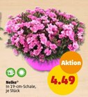 Nelke Angebot in Hockenheim Nelke im aktuellen Prospekt bei Penny-Markt in Hockenheim