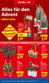 Aktueller Lidl Prospekt mit Orchidee, "LIDL LOHNT SICH", Seite 65
