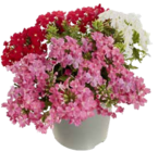 E center Stuttgart - Sommerblumen Mix Trios Angebot im Prospekt Sommerblumen Mix Trios bei E center im Stuttgart Prospekt für 2,99 €