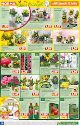 Norma Orchidee im Prospekt Norma Orchidee im Prospekt