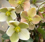 Helleborus orientalis VIV Valeria von  im aktuellen Pflanzen Kölle Prospekt für 12,99 €