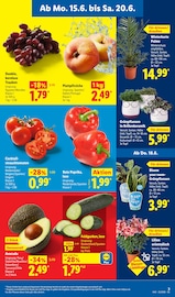 Tomaten im Lidl Prospekt in Wismar Aktueller Lidl Prospekt mit Tomaten, "LIDL LOHNT SICH", Seite 7