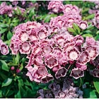 Promo Kalmia Latifolia à 16,99 € dans le catalogue Carrefour à Narbonne