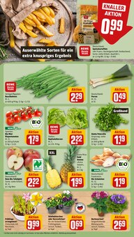 Pflanzen im aktuellen REWE Prospekt (Pforzheim) Pflanzen im REWE Prospekt "Dein Markt" mit 16 Seiten (Pforzheim)