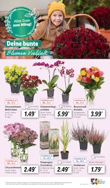 Valentinstag im Lidl Prospekt in Aschaffenburg Aktueller Lidl Prospekt mit Valentinstag, "LIDL LOHNT SICH", Seite 63