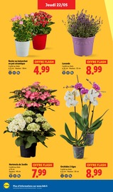 Hortensia Angebote im Prospekt "Moins Cher !" von Lidl Hortensia Angebote im Prospekt "Moins Cher !" von Lidl auf Seite 32
