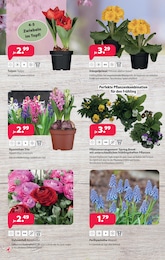 Kiebitzmarkt Grünpflanzen im Prospekt Kiebitzmarkt Grünpflanzen im Prospekt
