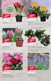 Aktueller Kiebitzmarkt Prospekt mit Tulpen, "Unsere Marke - dein Preisvorteil!", Seite 10