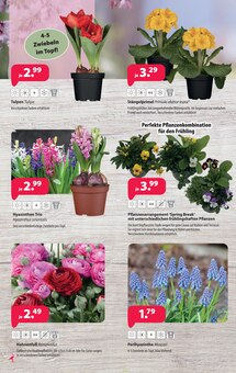 Zimmerpflanzen im Kiebitzmarkt Prospekt "Unsere Marke - dein Preisvorteil!" mit 12 Seiten (Hamburg)