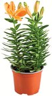 Lys Asiatique Pot 13 cm en promo à 4,99 € chez Netto Lys Asiatique Pot 13 cm dans le catalogue Netto