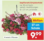 bepflanzte Ampelschale im Angebot bei Netto Marken-Discount in Aachen bepflanzte Ampelschale Angebote bei Netto Marken-Discount Aachen für 9,99 €