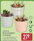 Blumenzwiebeln im Zinktopf Angebote von Gardenline bei ALDI Nord Castrop-Rauxel für 2,29 €