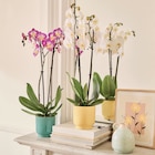 Phalaenopsis ECLOZ à Gamm vert dans Orleix